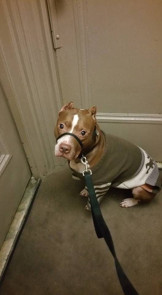 BullyProjectNYC's tweet photo. BP alum Drew is all ready for upcoming colder weather! Isn't he handsome in his sweater and gentle leader? http://t.co/FpYcY8Jj1V