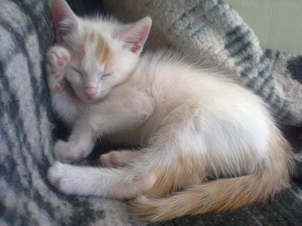 Vanmapi2's tweet photo. @CuchitoMario @SoyCatLover Y el Pierre llego así con pelos erizados😂😂😂después con nuestros cuidados cambian bastante http://t.co/Bc4drZGzwZ