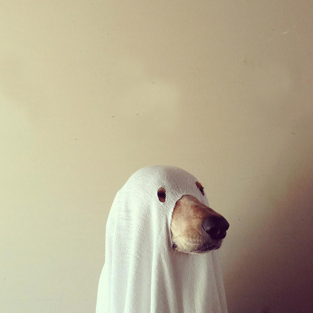 malltip's tweet image. Don't be a ghost for Halloween! Why settle when you can get costumes 40% off at Toys R Us?! goo.gl/fgHTFI