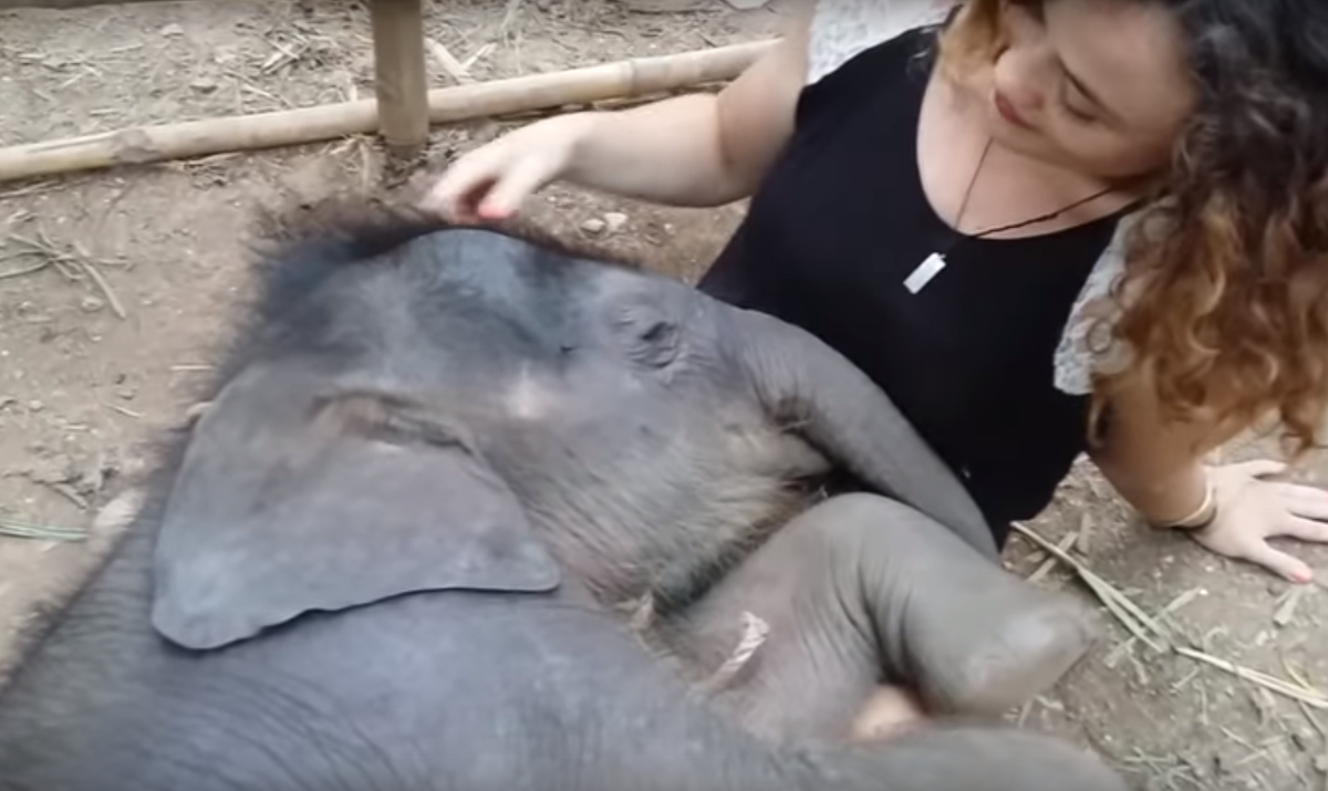 CNNEEfans's tweet photo. #VIDEO | Un bebé #elefante se duerme arrullado por canciones de cuna http://t.co/0PDGyxmmyB http://t.co/tLNKwyGbgd
