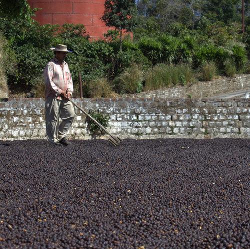 IrvingFarm's tweet image. We think the sweet nectar taste of El Molino is perfect for these sunny, orange-leafy days. shop.irvingfarm.com/coffee/el-moli…