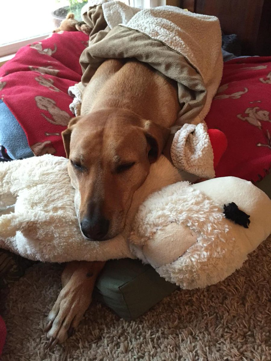 grnbullitt's tweet image. Morning snooze #MissRiley