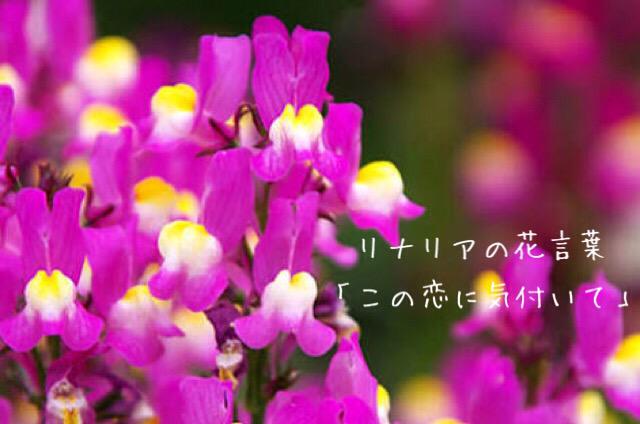 花言葉 この恋に気付いて Twitter Search Twitter 花言葉 この恋に気付いて Twitter Search Twitter