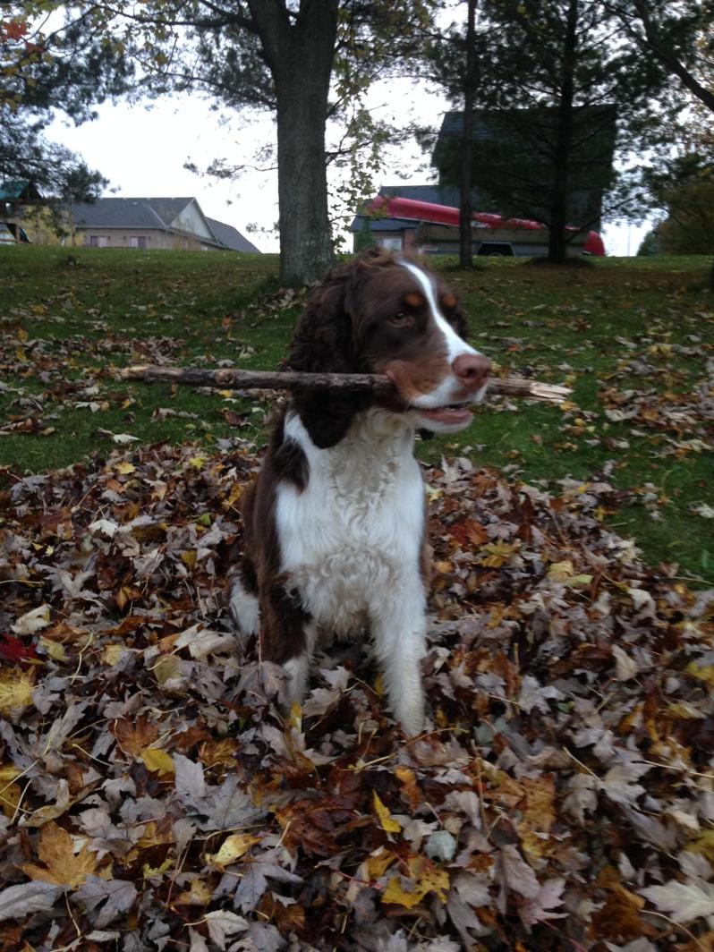 FitDogBlog's tweet image. Dead trees are our favourite! #autumn #fallcolors #dogsoftwitter