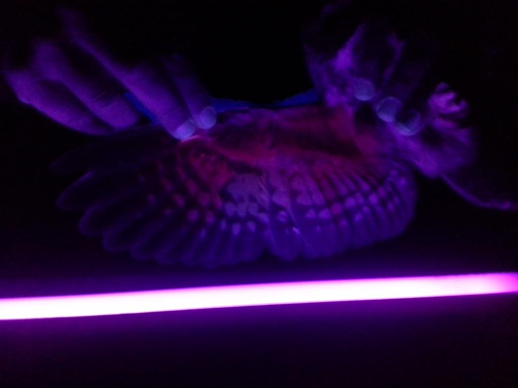 daniellemanson4's tweet image. Owl banding last night was a hoot! @rob_routledge