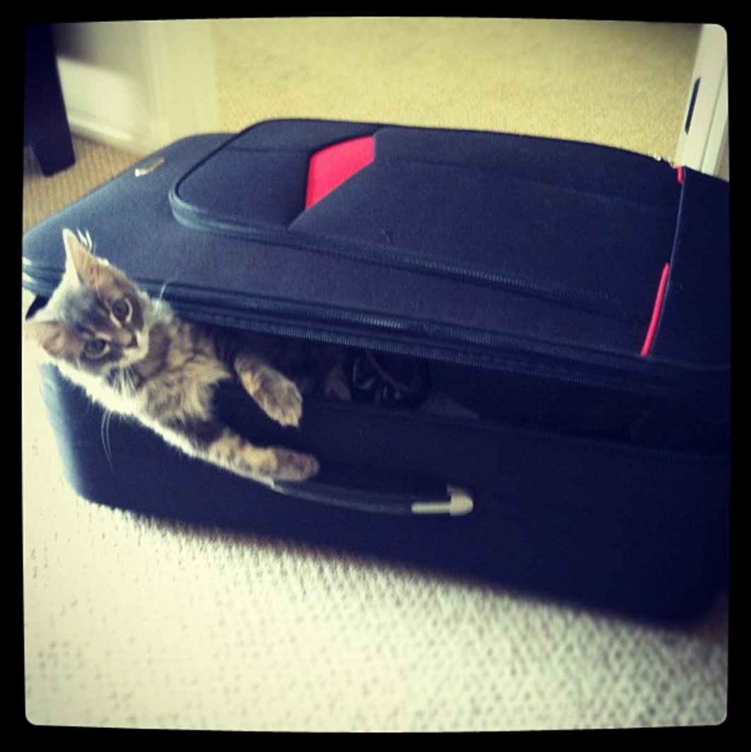 calpalmeow's tweet photo. #PackedForATrip 🐱#Cats #Meow @BreezyPuffs @HashtagRoundup http://t.co/IGBGm25EkL