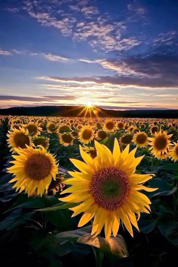 PardueSuzanne's tweet photo. Wake up each morning with
a thankful attitude. Expect
something good to happen
in your life today... https://t.co/HKyOwdpD5z