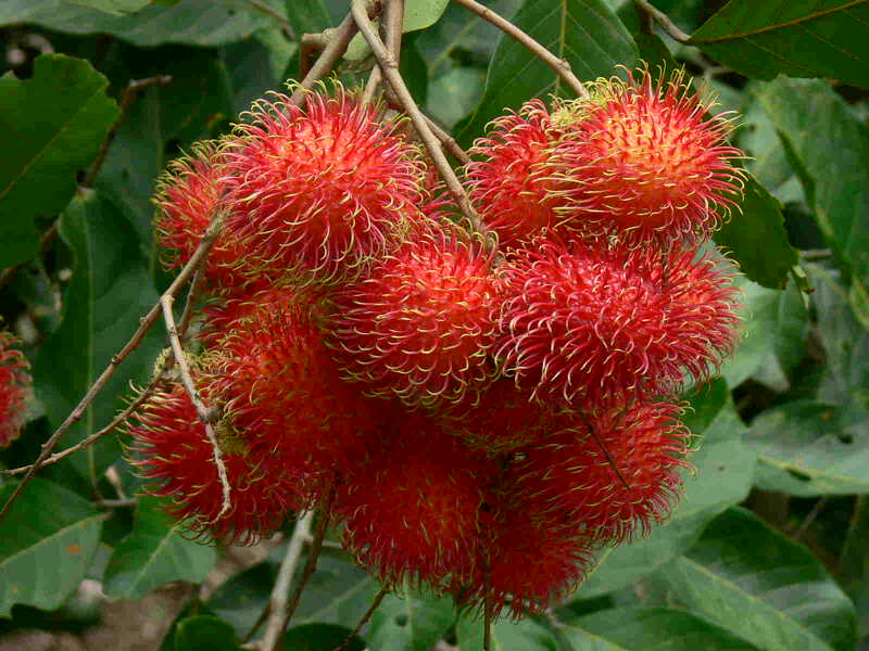 Wow Ternyata Biji Buah Rambutan Bisa Menyembuhkan Diabetes - AnekaNews.net