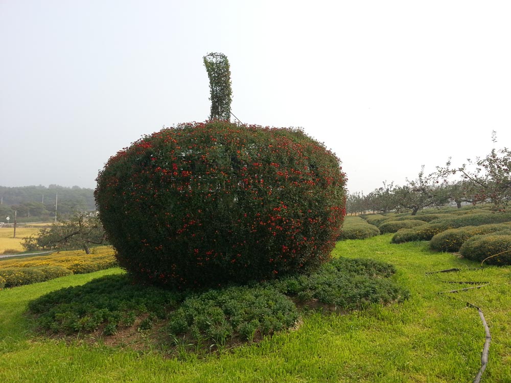 은은한 국화 향기와 함께 깊어가는 가을의 정취를 느낄 수 있는 ‘제18회 서산국화축제’가 열립니다. 10만㎡ 규모의 과수원을 배경으로 수만 송이의 국화가 전시됩니다.(10월 30일~11월 8일)