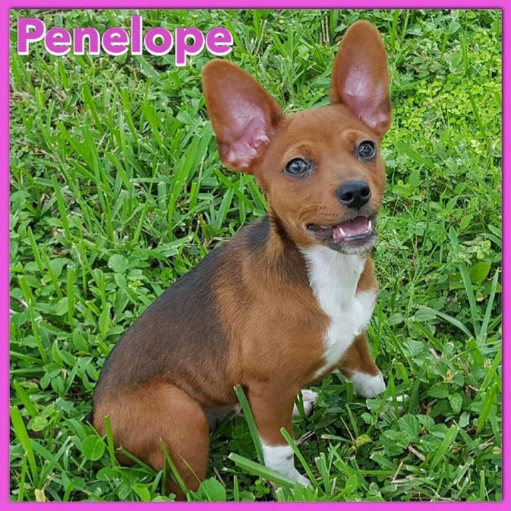 thisisthedogFL's tweet photo. We will have this cutie with us Saturday night at Yappy Hour. Come help Penelope live Happily Ever After. https://t.co/80qdaFHWyX