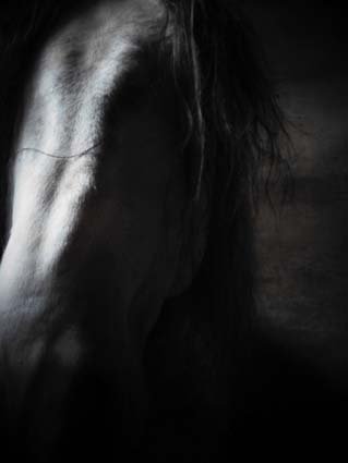 #Cuellar Raquel Conde ganadora del II Concurso Fotográfico de <a href="/ACaballoCyL/">A Caballo</a> escuellar.es/index.php/raqu…