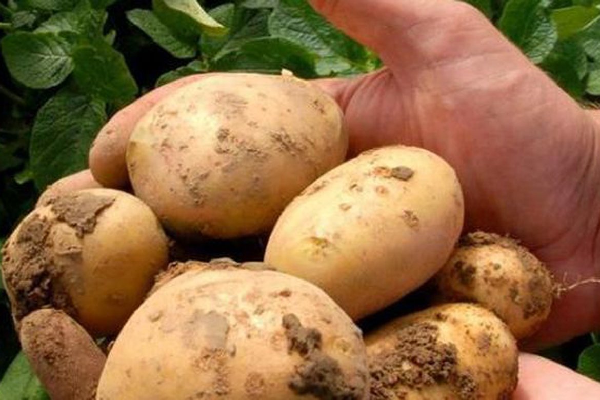 Un estudio revela que los precios quintuplican su valor desde el origen hasta la mesa agroinformacion.com/noticias/79/au…