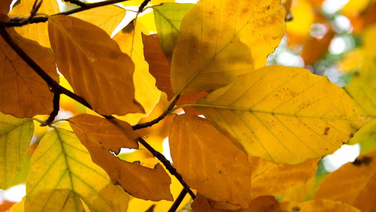 How many trees can you identify from their autumn leaves? Try our quiz: bbc.in/1PFEZpz