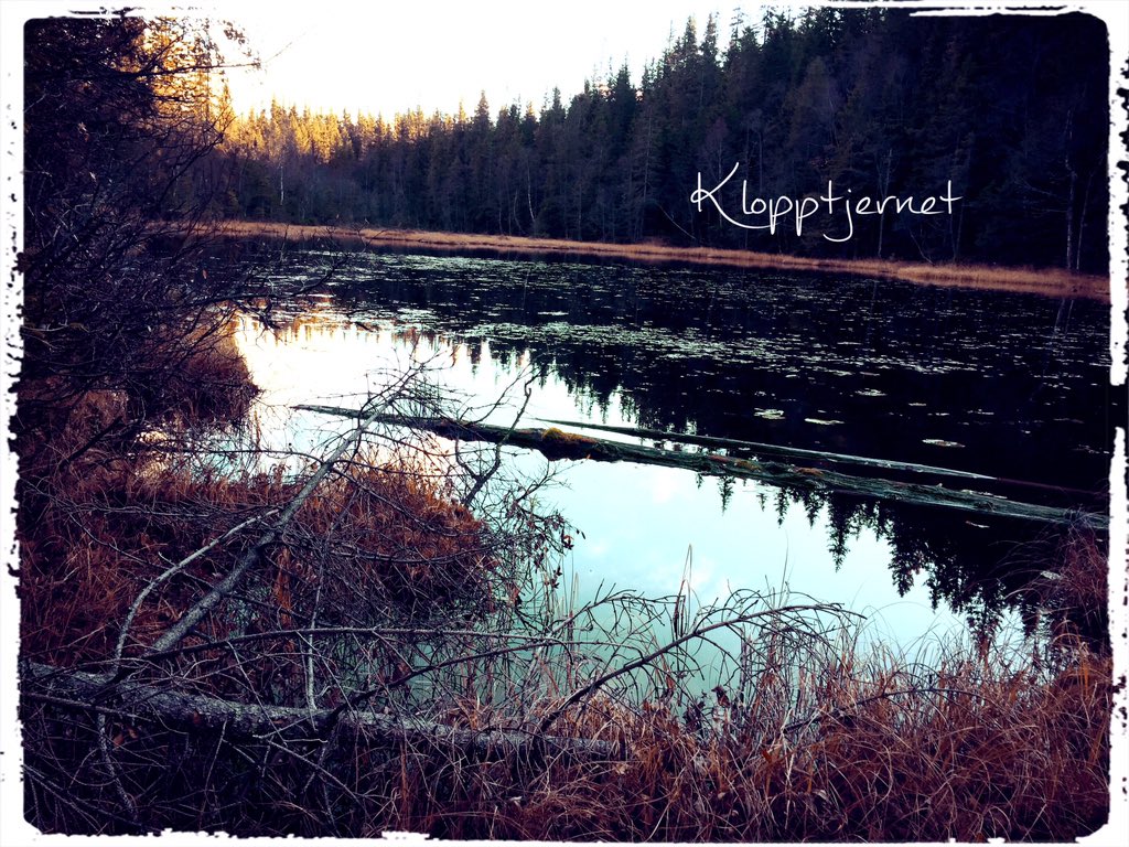 MarteAnne's tweet photo. #walkinthewoods #cat #dogs #kattenmin #kattpåtur #utpåturaldrisur #trim #friluftsliv #nature #woods #forest #lake https://t.co/LaIwHbMhqP