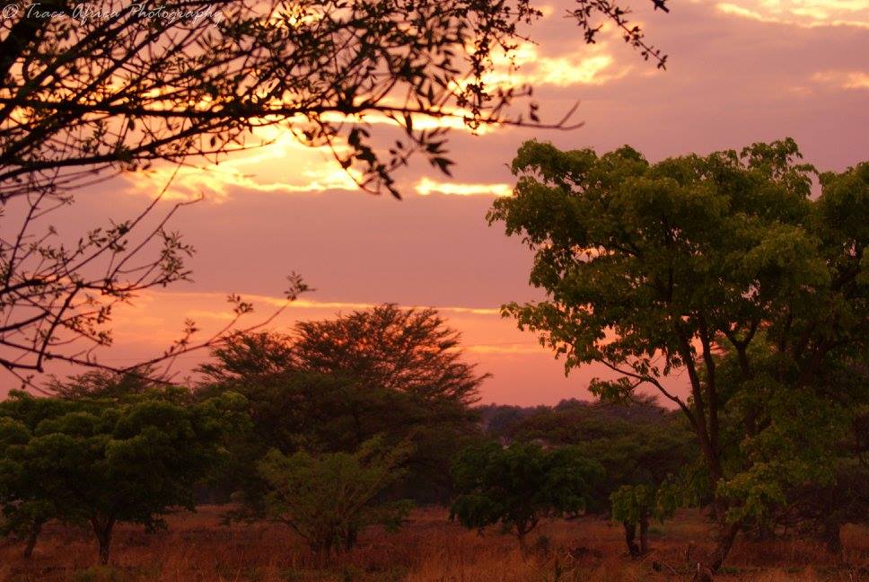 sam_in_zimbabwe's tweet image. #Twimbos The morning after the #FirstRains- #AfricanDawn #VisitZimbabwe - feel the freshness.
#TraceAfricaPhoto