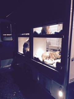 sthubertsanimal's tweet image. Night lights are on in #TheZephyr at a pit stop in VA on the way to Madison. Can&apos;t wait to welcome these pups to NJ!