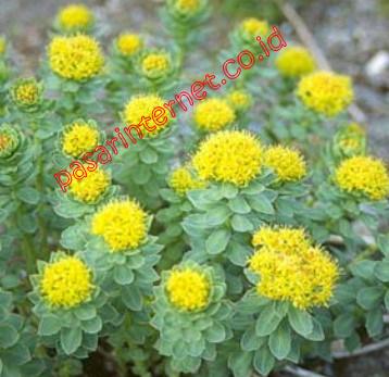 Rhodiola (Rhodiola rosea)