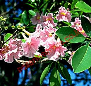 Pau d’arco (Tabebuia impetiginosa)
