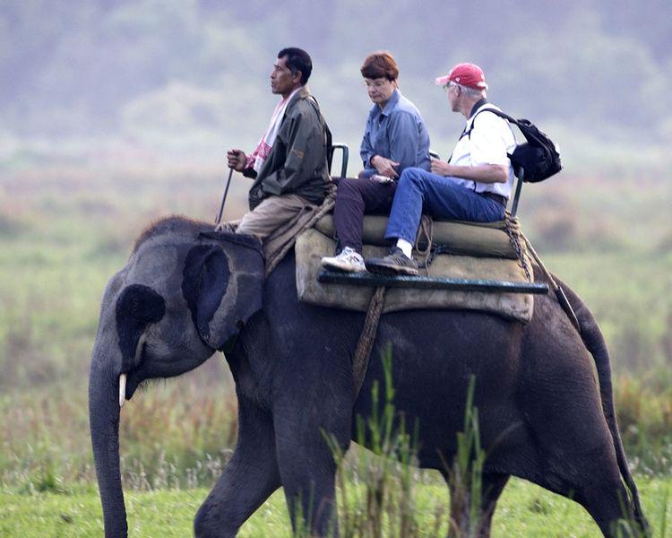 Elephant Safari at Kaziranga National Park.Know more about North-East India Tourism.Visit: exploreneast.weebly.com