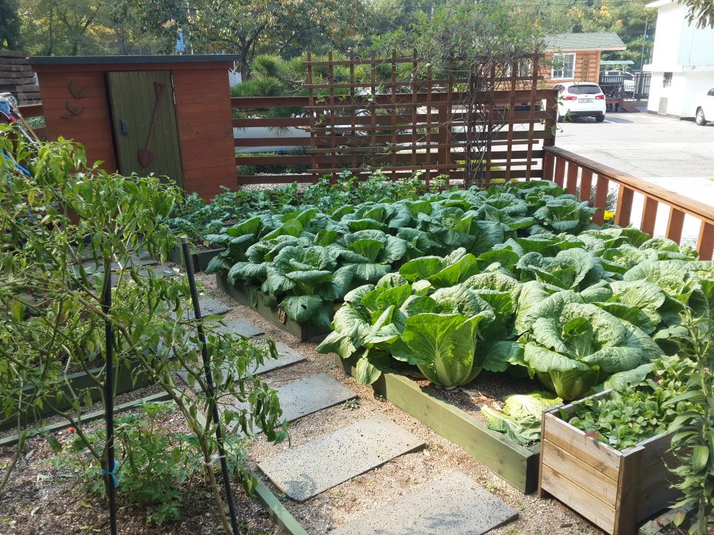 #성남시 성남시농업기술센터  미니텃밭에 만개한 국화가 깊어가는 가을을 더욱 빛나고 화려하게 만들어주고 있네요.