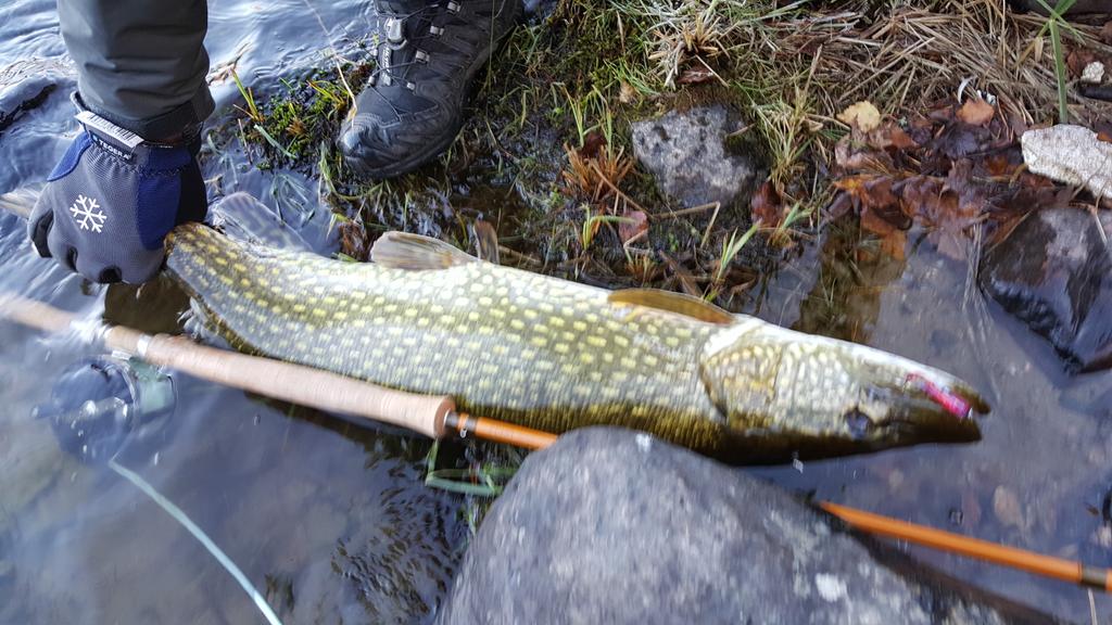 thspey's tweet image. Fishing for silver but got this green mama on my new Echo Glass Spey 12,9#7 with a OPST Commando 475gr