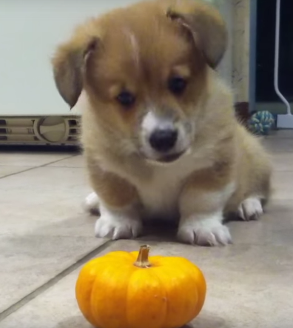 when his balls bigger than his dick