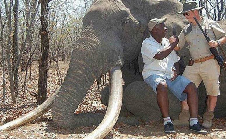 Duitse jager betaalt grof geld om uitzonderlijk grote olifant te mogen doden dlvr.it/CSR5Fz #nieuwsblad