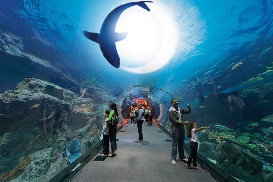 Be hypnotized by an alien world on our planet at Dubai Aquarium & Underwater Zoo. #TravelDubai #DubaiUnderwater