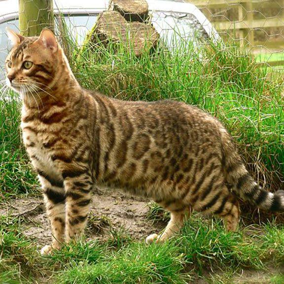 Бенгальская кошка размер. Сиамогимолайский бенгал. Бенгал рост. Сибирская Бенгальская кошка. Длинношерстный бенгал Кашмир.