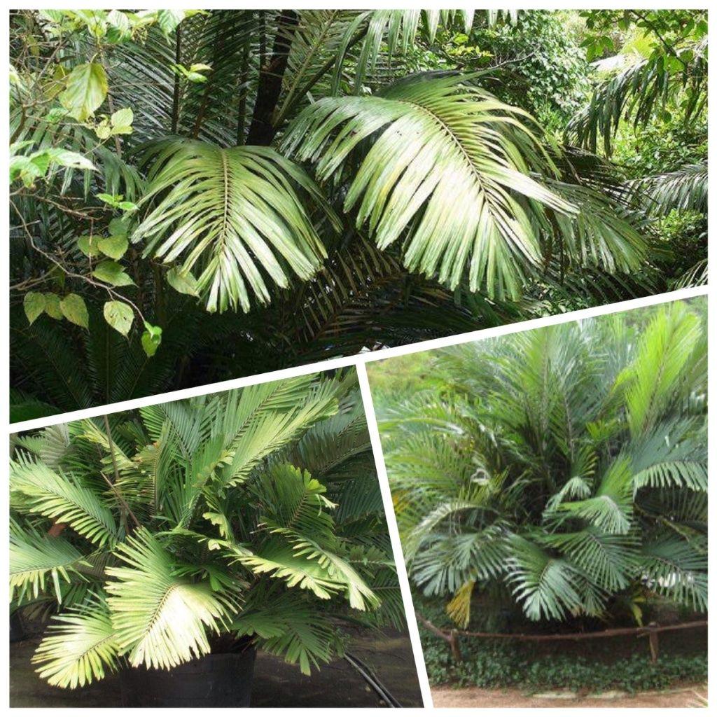 ceropegio's tweet image. Sweeeeeeet dwarf #SUGARPALM 10 Arenga engleri Aren palmera de Formosa seeds semillas frø r.ebay.com/QHg5ZP