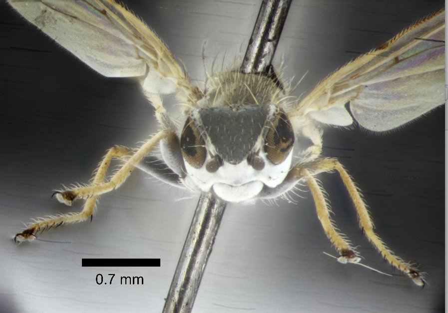 RentokilUK's tweet photo. RT @NHM_Diptera: Mark Mitchell images of Xanthcanace ranula (Canacidae) from the @NHM_London collection #FlyFriday http://t.co/46QTaHVRSb