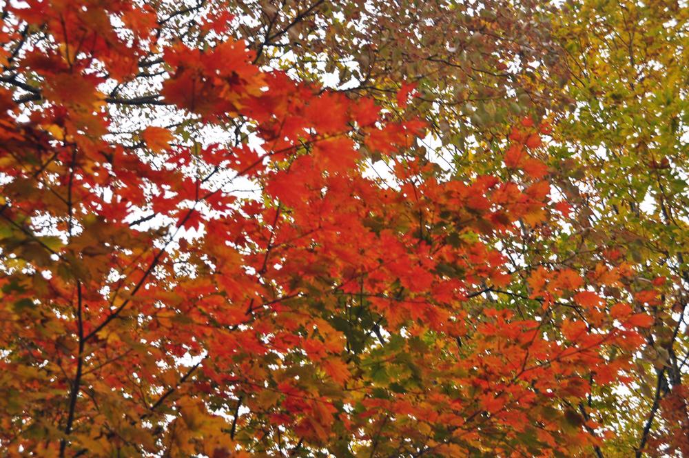 群馬県沼田市 玉原高原の紅葉が見頃を迎えています 皆さん 紅葉狩りに ぜひ 足をお運びください 写真は本日午後に撮影しました T 玉原高原 紅葉 沼田市 Http T Co S3buq8eqku