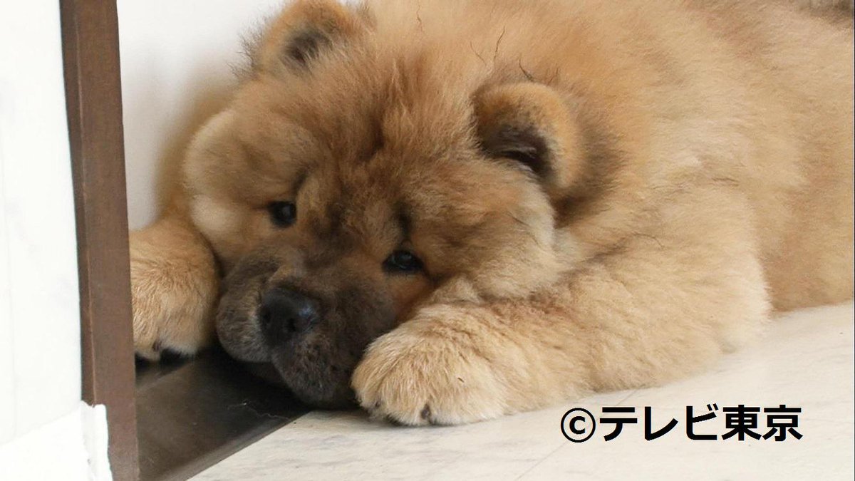 テレビ東京宣伝部 夜6時58分 かわいい赤ちゃん大集合 どうぶつbang です 動物の赤ちゃんみて癒されましょう そんな金曜日悪くない 写真はチャウチャウチャウンチャン チャウチャウ チャウチャウのアカチャンや う Http T Co Z3gbcn9zzx テレビ東京宣伝部 夜6時58分 かわいい赤ちゃん大集合 どうぶつbang です 動物の赤ちゃんみて癒されましょう そんな金曜日悪くない 写真はチャウチャウチャウンチャン チャウチャウ チャウチャウのアカチャンや う Http T Co Z3gbcn9zzx