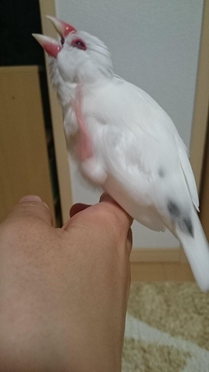 文鳥と甲斐犬との日々 文鳥に限らず 鳥類が頭カキカキするとき 高い確率で口を開けるの何でだろう Http T Co Unqjo3ras5 文鳥と甲斐犬との日々 文鳥に限らず 鳥類が頭カキカキするとき 高い確率で口を開けるの何でだろう Http T Co Unqjo3ras5