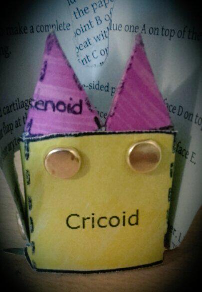 PINKYBEEF's tweet image. Actually really enjoyed making a Larynx model! #linguisticsfun 😄