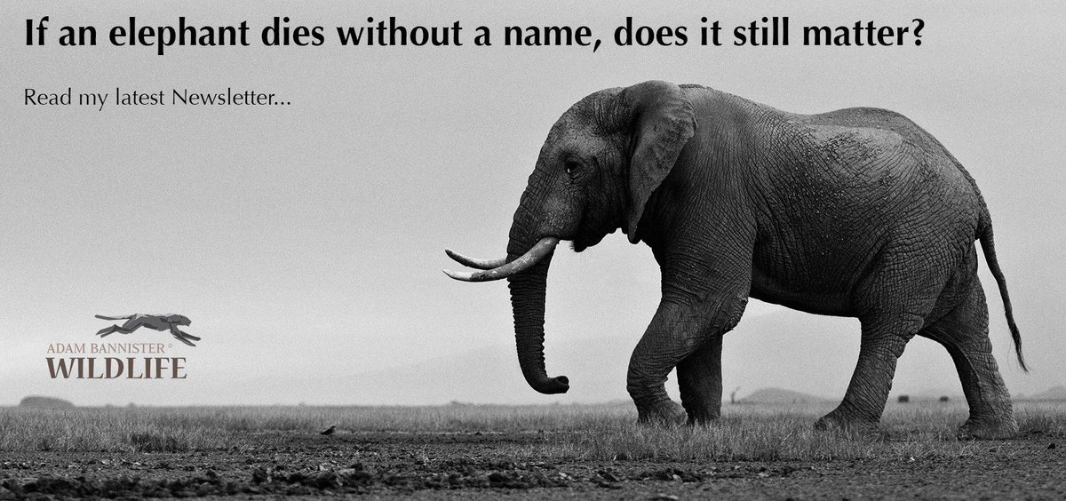 #CecilTheLion caused an uproar - what now after the death of a magnificent nameless Elephant bit.ly/1G96Rzx