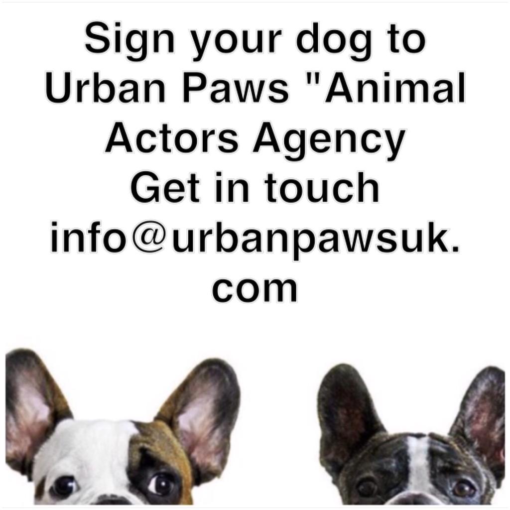 YummyHound's tweet photo. #AnimalActorsAgency #AnimalsForFilmAndTv #UKDogs #dogsofinstagram #UrbanPawsUK 🐾🐾 http://t.co/DGfzxg7kUI