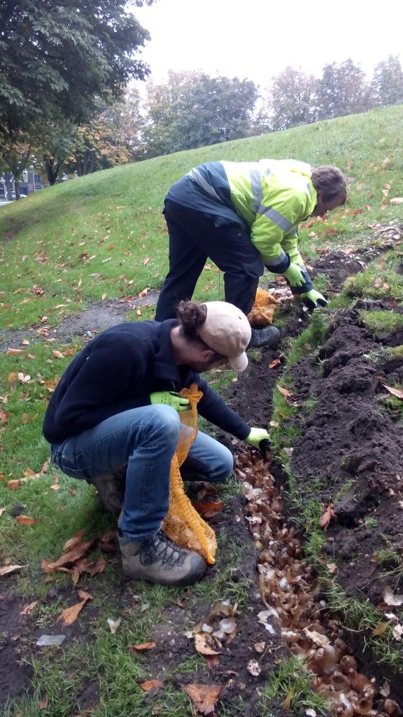 A smile a day :-) #narcissensmiley planten met #gedeelderuimte en <a href="/LWBLandinzicht/">Land in Zicht</a>