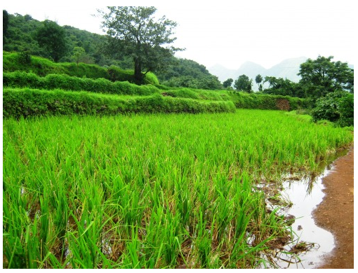 BharatEstates's tweet photo. It's simple to acquire #landrecords in Uttar Pradesh ? http://t.co/gsV2hWbECZ http://t.co/SHkH1DiNsz