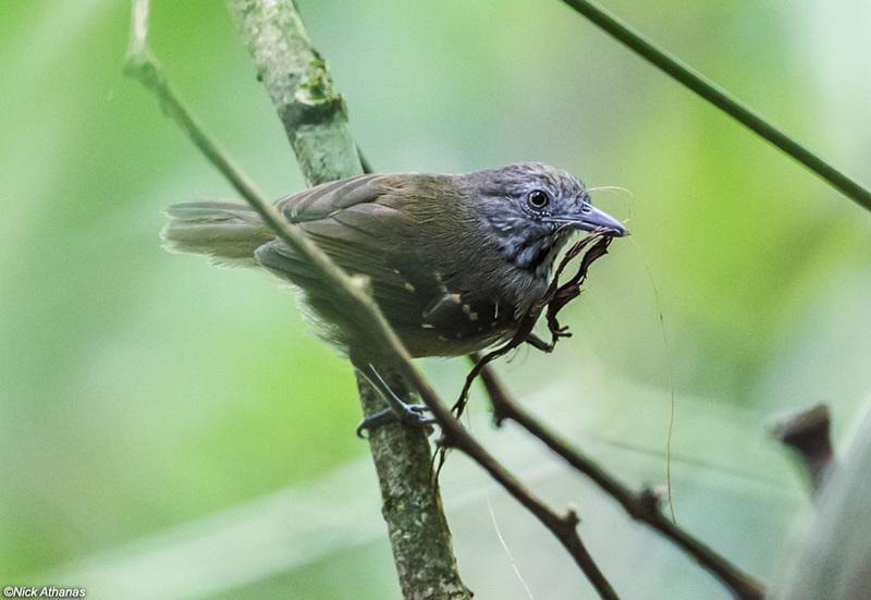 everybird (retired) tweet media