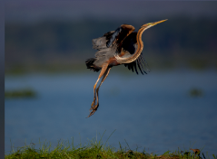 eawildlife's tweet photo. That Friday feeling!!!! Even this Heron Purple is feeling it #FunFriday #ConservationIsFun http://t.co/oz8mVBKKwC