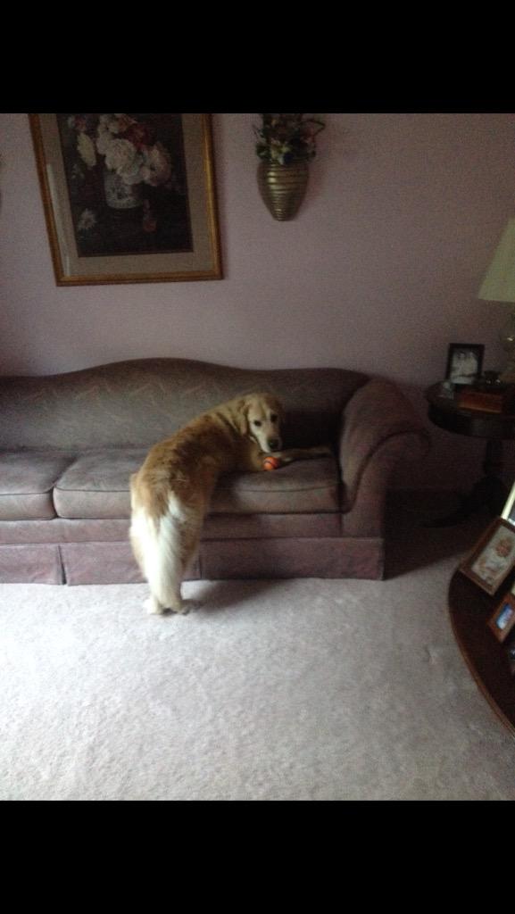 emilygrabowski's tweet image. Looking forward to my bed &amp;amp;a buddy tonight! #BackDatAssUp