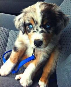 HashtagCuteness's tweet photo. Such beautiful eyes http://t.co/cDeHt3dcEa