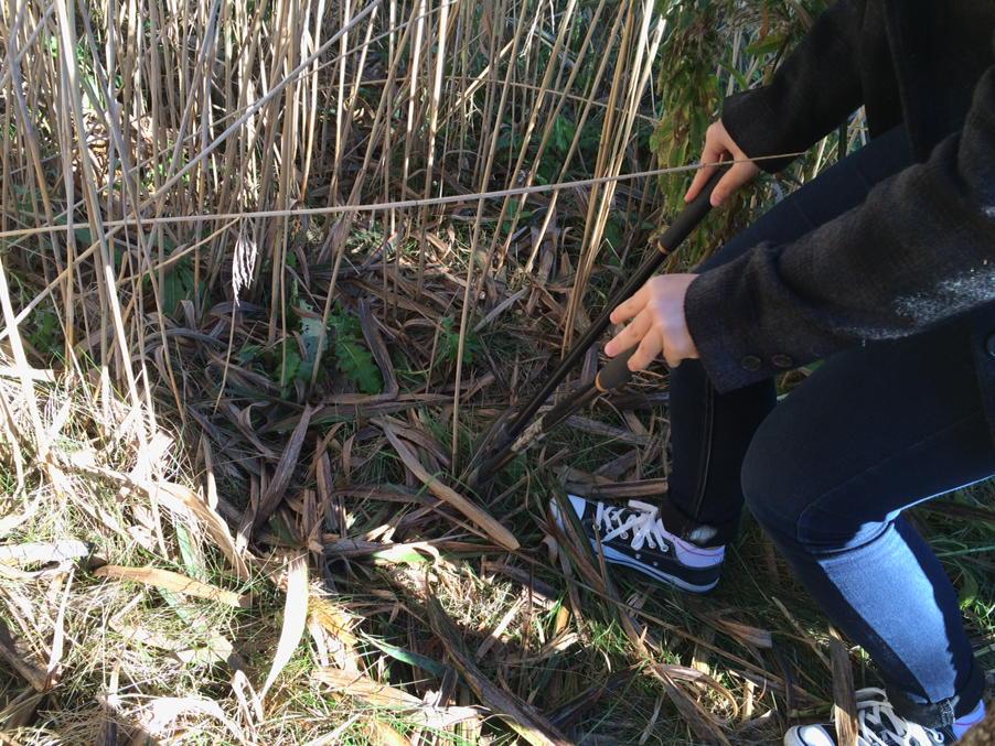 stelling_rci's tweet photo. Combatting invasive species #ecod3 @tdsbecoschools @dpdiscovery http://t.co/xhnzpXmi1c