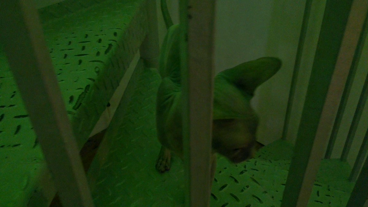 FinetunedLtd's tweet image. Even more things in the margins&apos; margins at @IMTgallery today #soundart  #objecthorror #ooo