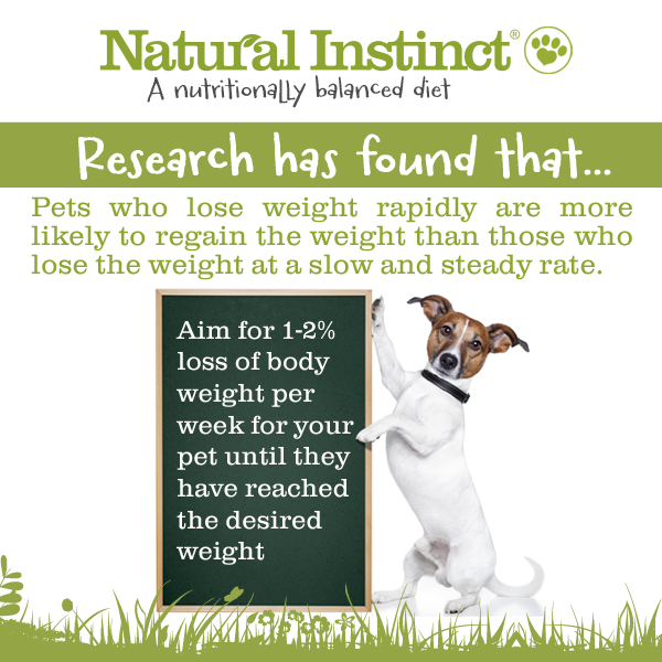 NIrawpetfoods's tweet photo. If your #dog is embarking on a #weightloss journey remember to go slowly and steady! http://t.co/d2KFVGG0SX