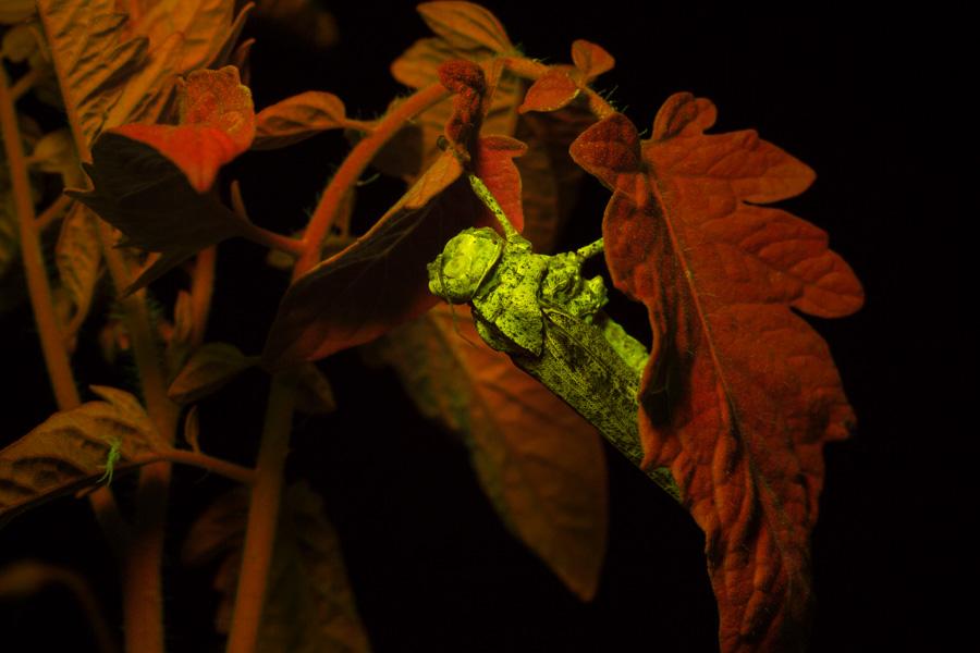 Fluorescent grasshopper in tomato plant - from nightsea nightsea.com/does-it-fluore…