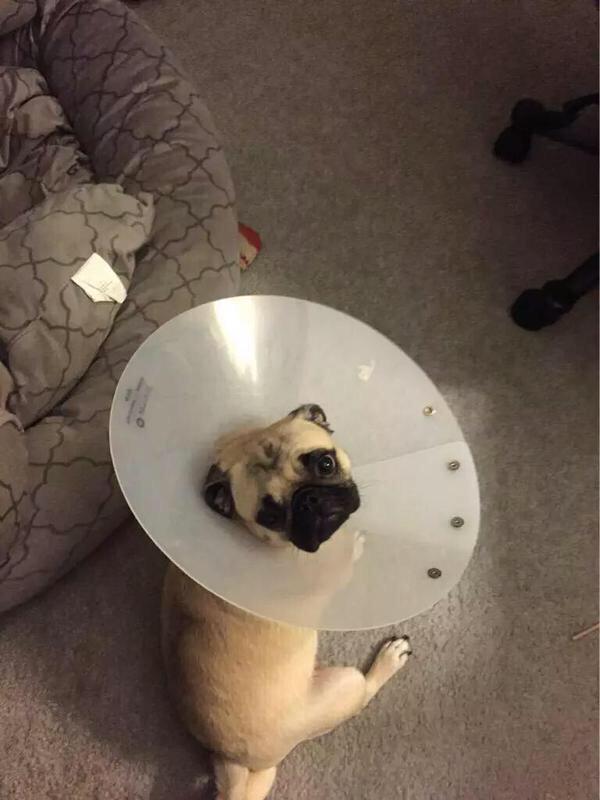 HashtagCuteness's tweet photo. How to turn a bad situation into a good one http://t.co/ceF2nbVW18