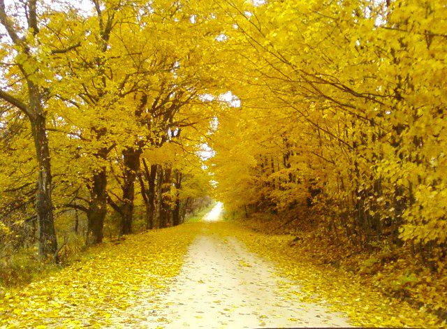 VernonCountyWI's tweet photo. Love the golden hues of fall in Vernon County! http://t.co/DAMWMZQxoc