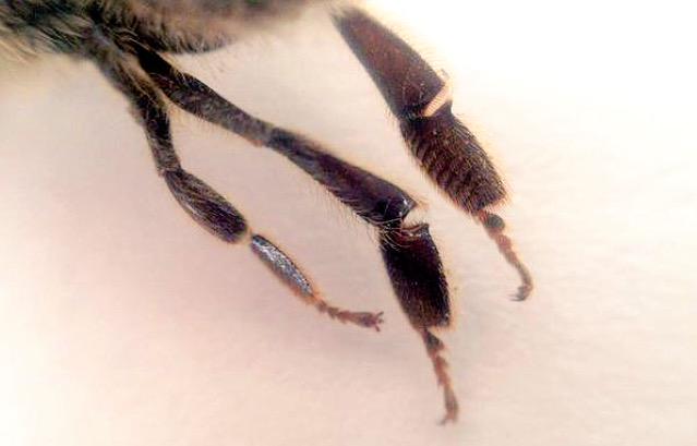 science_sos's tweet photo. It's Friday. It's the bees knees. http://t.co/wFL3kc7Hfw